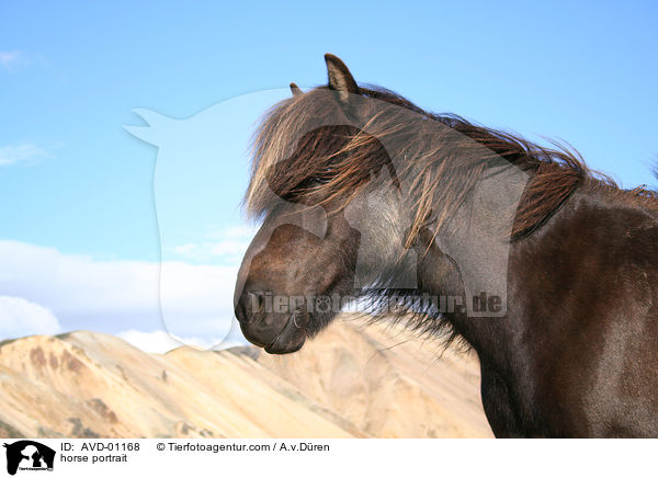 horse portrait / AVD-01168