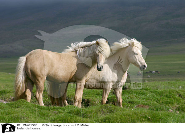 Icelandic horses / PM-01300