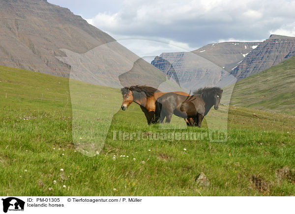 Icelandic horses / PM-01305