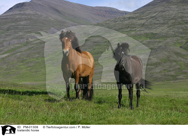 Icelandic horse / PM-01308