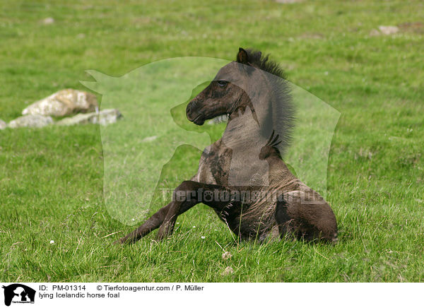 lying Icelandic horse foal / PM-01314