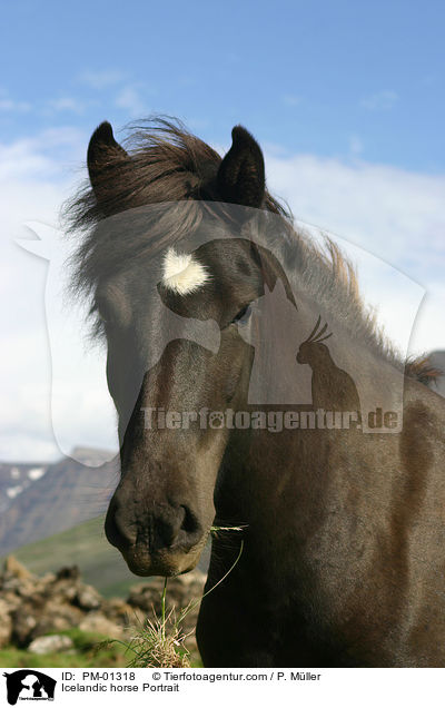 Icelandic horse Portrait / PM-01318