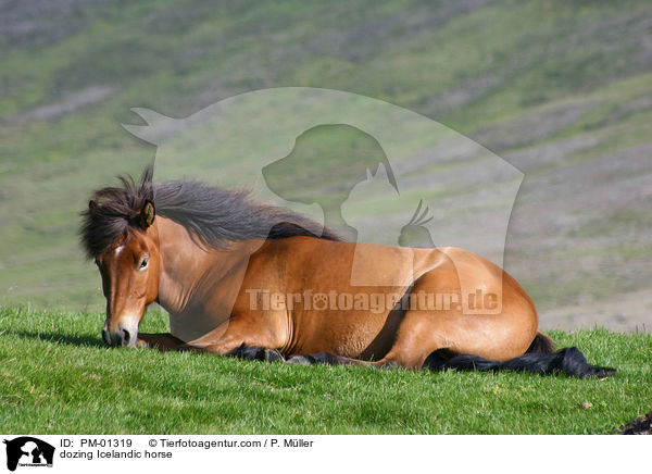 dozing Icelandic horse / PM-01319