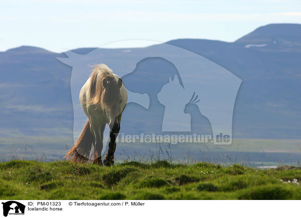 Icelandic horse / PM-01323