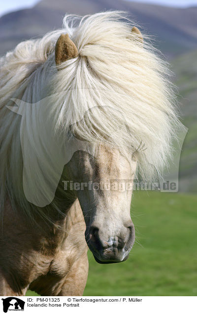Icelandic horse Portrait / PM-01325
