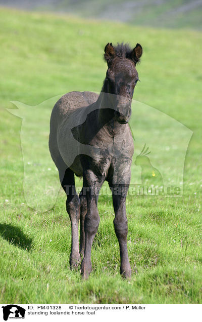 standing Icelandic horse foal / PM-01328