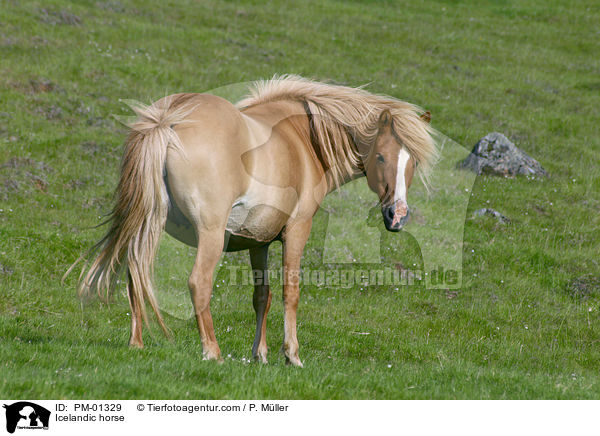 Icelandic horse / PM-01329
