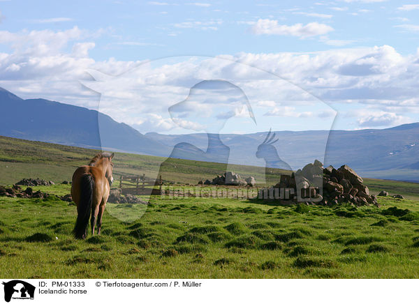 Islandpferd / Icelandic horse / PM-01333