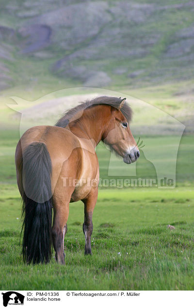 Icelandic horse / PM-01336