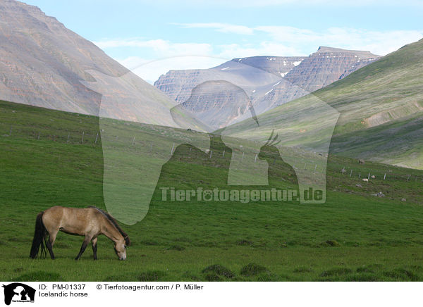Icelandic horse / PM-01337