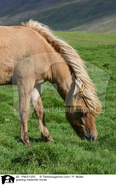 grazing Icelandic horse / PM-01350