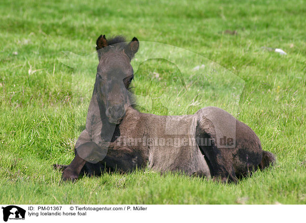 lying Icelandic horse foal / PM-01367