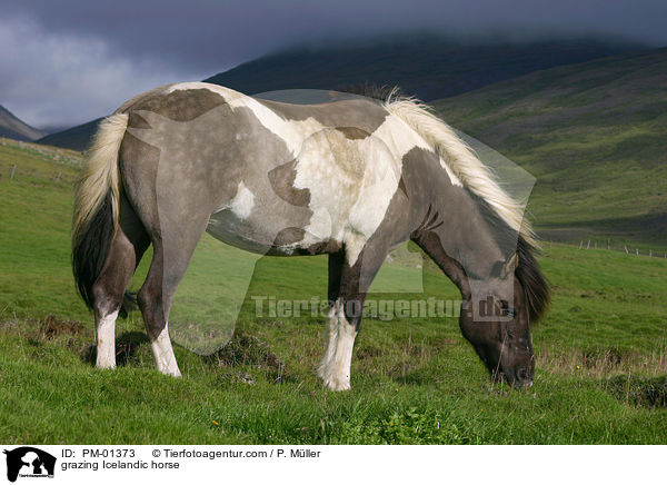 grazing Icelandic horse / PM-01373