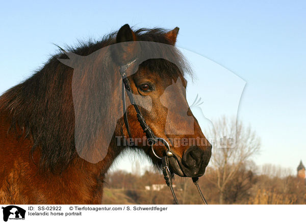 Icelandic horse portrait / SS-02922