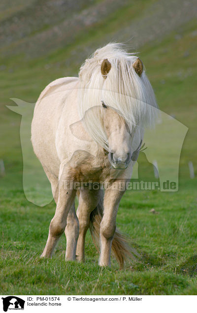 Icelandic horse / PM-01574