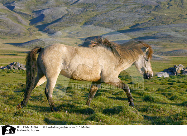 Icelandic horse / PM-01594