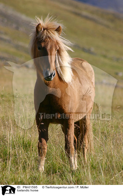 Icelandic horse / PM-01595