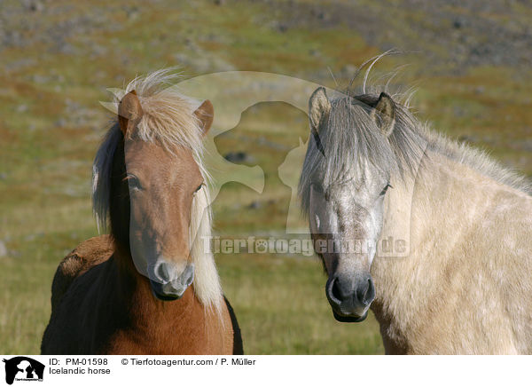 Icelandic horse / PM-01598