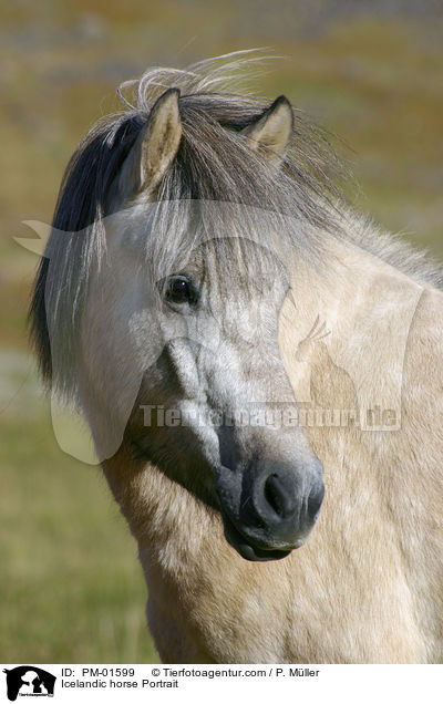 Icelandic horse Portrait / PM-01599