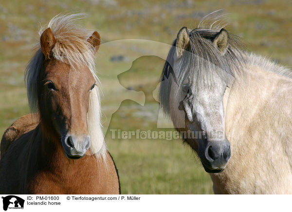 Icelandic horse / PM-01600