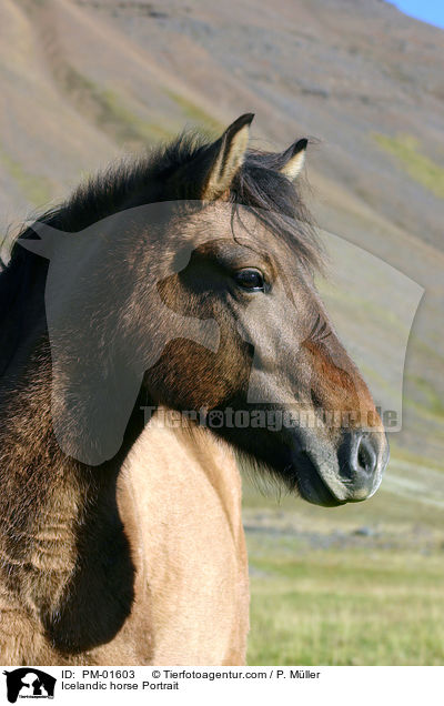 Icelandic horse Portrait / PM-01603