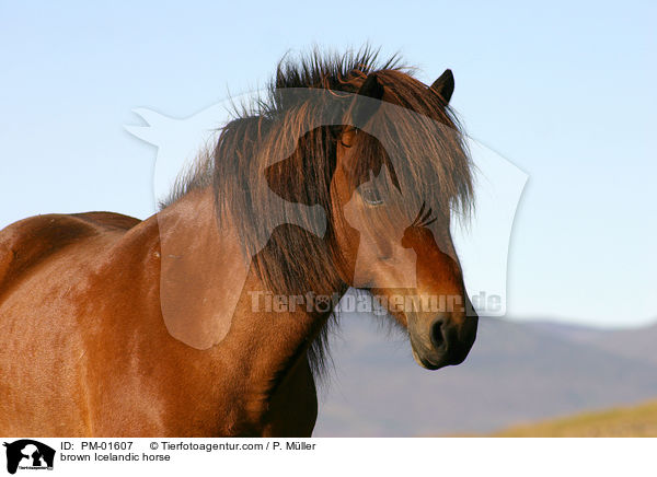 brown Icelandic horse / PM-01607