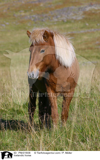 Icelandic horse / PM-01608