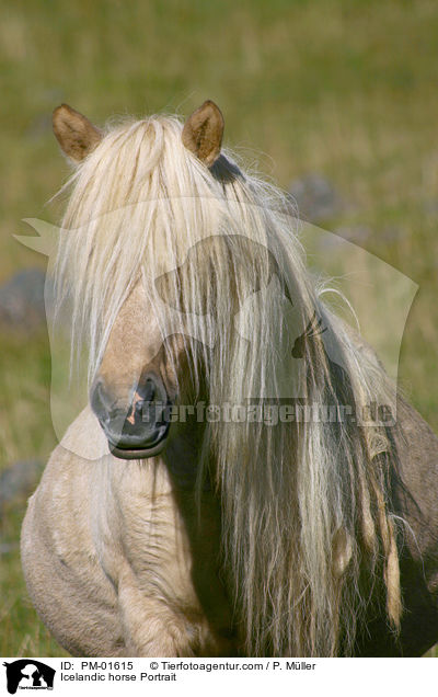 Icelandic horse Portrait / PM-01615