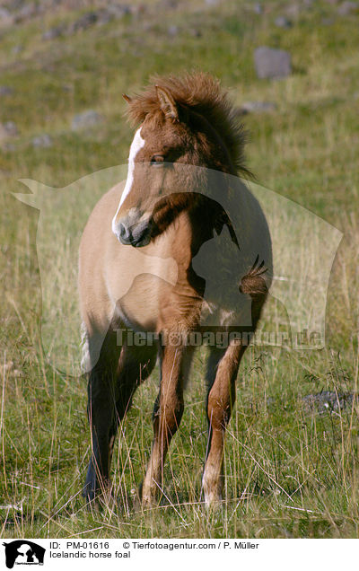 Icelandic horse foal / PM-01616