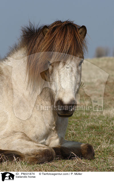 Icelandic horse / PM-01874