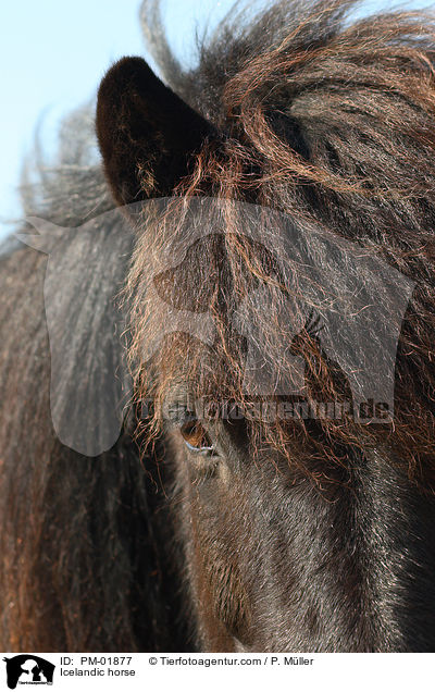 Icelandic horse / PM-01877