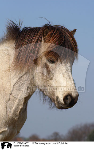 Icelandic horse / PM-01887