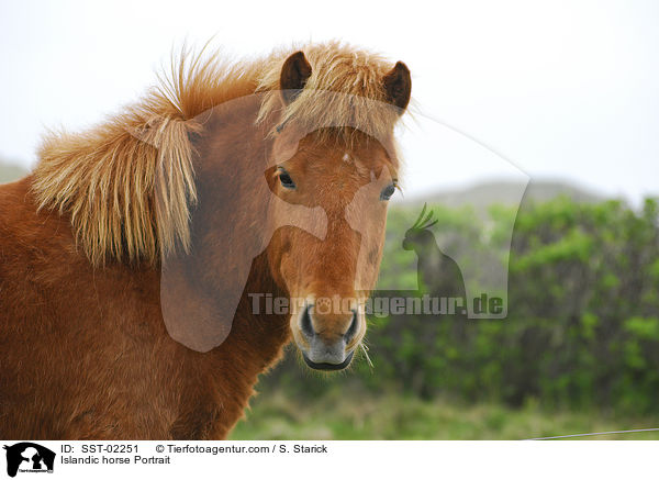 Islandic horse Portrait / SST-02251