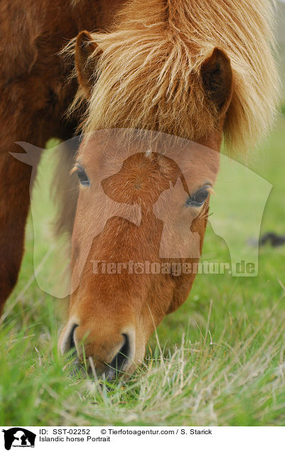 Islandic horse Portrait / SST-02252