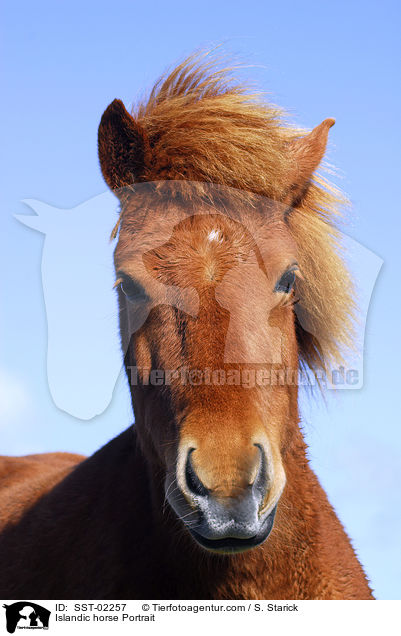 Islandic horse Portrait / SST-02257