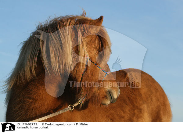 icelandic horse portrait / PM-02773