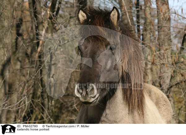 icelandic horse portrait / PM-02780