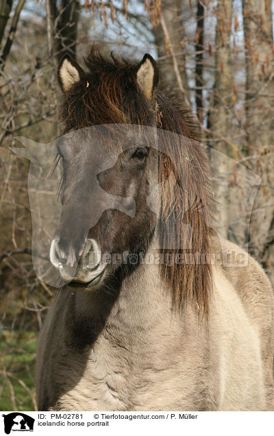 icelandic horse portrait / PM-02781
