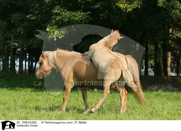 Icelandic horse / PM-03282