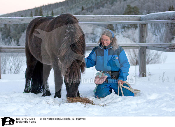 Icelandic horse / EH-01365