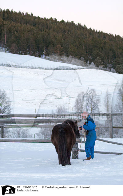 Icelandic horse / EH-01367