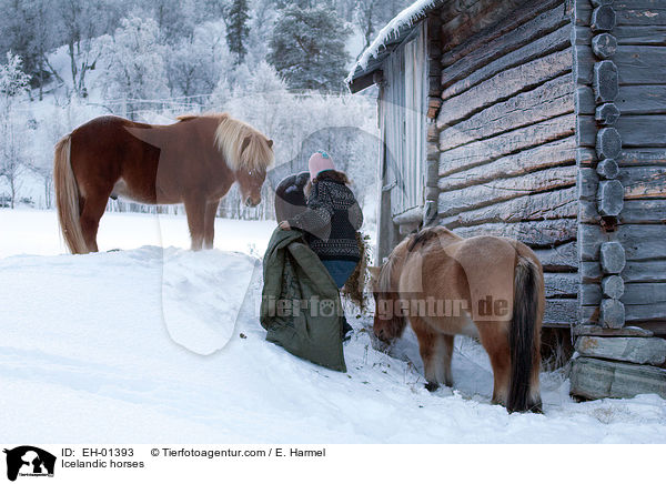 Icelandic horses / EH-01393