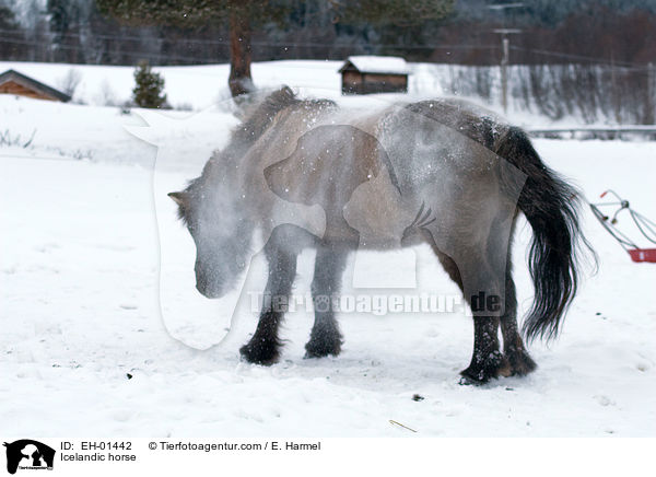 Icelandic horse / EH-01442