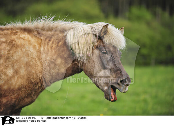 Icelandic horse portrait / SST-06607