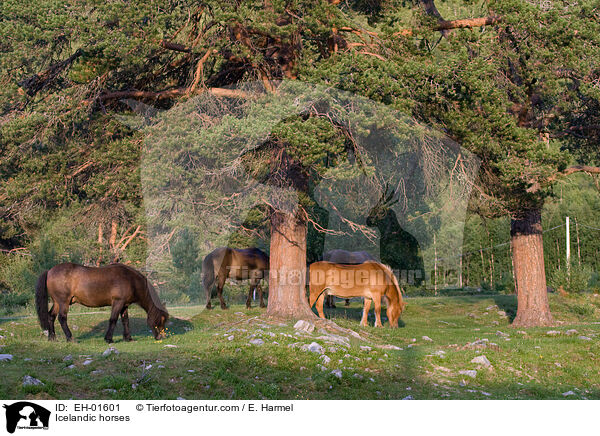 Icelandic horses / EH-01601