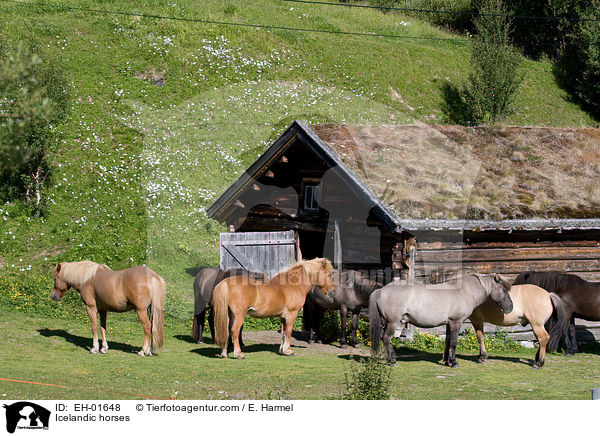 Icelandic horses / EH-01648