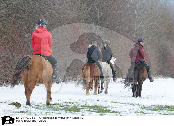 riding Icelandic horses / AP-07253