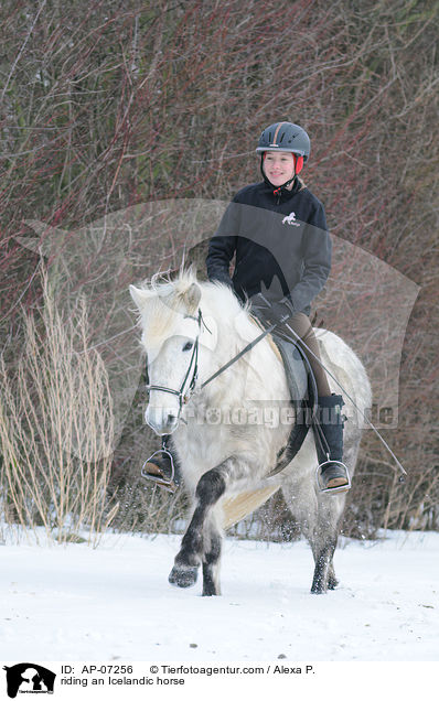 riding an Icelandic horse / AP-07256