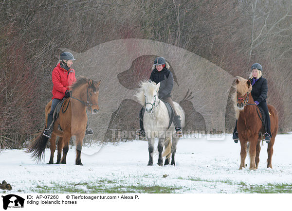 riding Icelandic horses / AP-07260