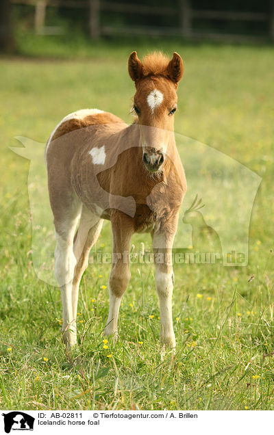 Icelandic horse foal / AB-02811